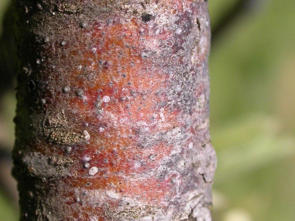 San-Jose Schildläuse an der RindeMU.JPG